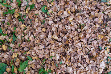 Autumn theme. Many fallen yellow leaves lie on the ground. Can be used as a background.