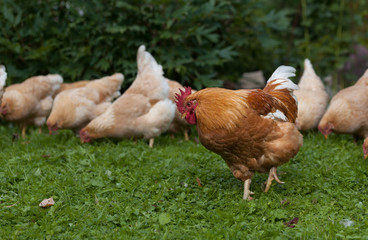 Rooster and chickens on traditional free range poultry farm. Close up of red hen walking on grass.