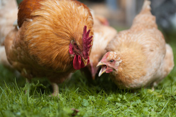 Rooster and chickens on traditional free range poultry farm. Close up of red hen walking on poultry farm.