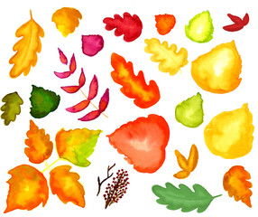 Fall watercolor leave set with realistic texture