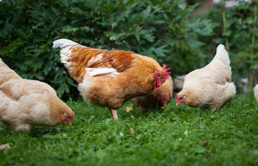 Rooster and chickens on traditional free range poultry farm.CR2
