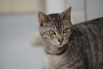 Obraz premium 美しい猫