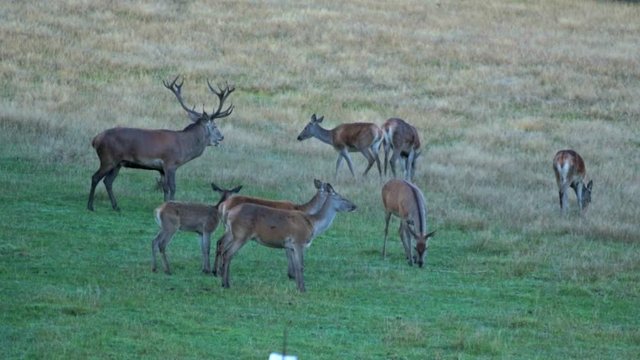 R&ouml;hrender Hirsch mit Rotwild Herde