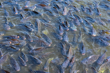 Nile tilapia, freshwater fish, easy to grow, fast growing, high yield, and the market wants to be...