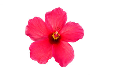 Red hibiscus flower isolated on white background