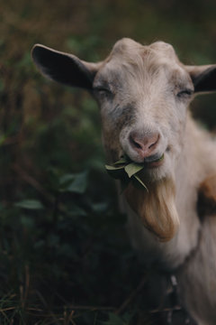 Portrait of a happy goat eating green leaves.