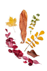 Dry autumn leaves of different colors on a white background. Isolated.