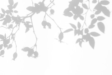 Overlay effect for photo. Gray shadow of the wild roses leaves and berries on a white wall....