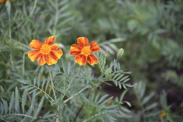 yellow flowers in the garden