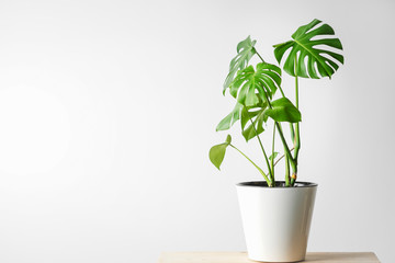 Beautiful monstera flower in a white pot stands on a wooden table on a white background. The concept of minimalism. Hipster scandinavian style room interior. Empty white wall and copy space.