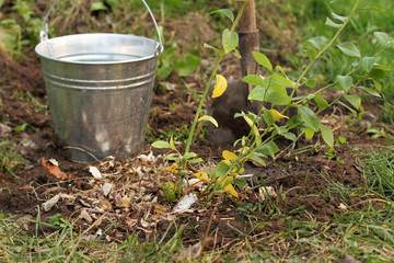mulching garden blueberries after planting in the ground. care of plants in the garden