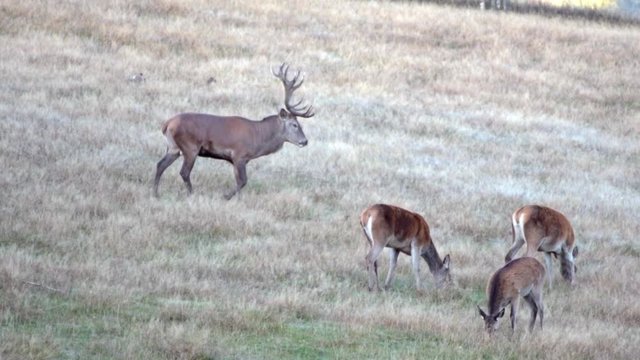 Hirsch in der Herde mit Paarungsverhalten