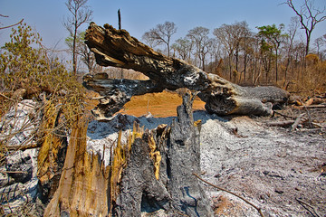 Burnt trees in brazilian public park