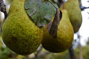 ripe pears on a tree