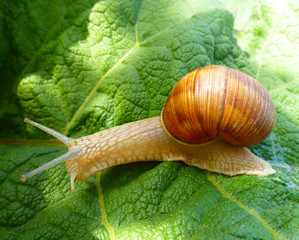 Snail gliding on the green leaf texture. Large white mollusk snail with light brown striped shell,...