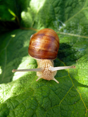 Snail gliding on the green leaf texture. Large white mollusk snail with light brown striped shell, crawling on burdock leaf. Helix pomatia, Burgundy snail, Roman snail, edible escargot.