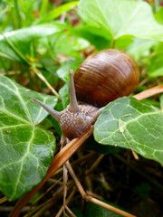 Snail gliding on the green leaf texture. Large white mollusk snail with light brown striped shell, crawling on burdock leaf. Helix pomatia, Burgundy snail, Roman snail, edible escargot.