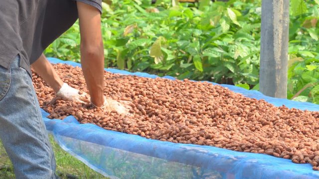 Cocoa beans, or cacao beans being dried on a drying platform after being fermented.