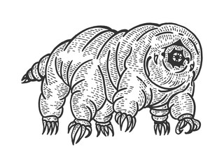 Tardigrade water bear moss piglet micro animal sketch engraving vector illustration. Tee shirt apparel print design. Scratch board style imitation. Black and white hand drawn image.