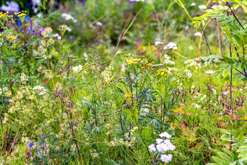 Beautiful wild flowers on summer meadow, close up photo with blurry background, High Coast, Sweden