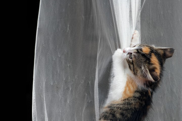 Katze Kitten Glückskatze spielt mit Gardine