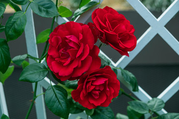 Beautiful close-up of red rose with green leaves in the rose garden.