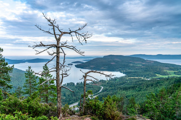 Two dried pine trees in front of view Scandinavian mountains with wild pine tree forest, the road below and sea bay, summer day with heavy dramatic clouds, North Sweden