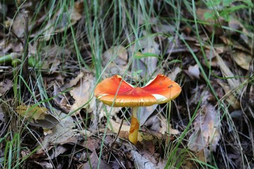 きのこ　ベニタケ類　秋　森　杤木