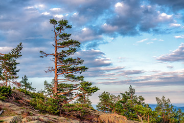 Toll pine tree with partly blown away branches stands high in Scandinavian mountains, heavy summer dramatic clouds, stones, evening time, Northern Sweden, High Coast