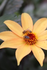 bee on a flower