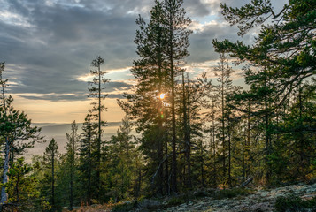 View from the mountain top over foggy Scandinavian mountains with wild pine tree forest, Sun shines behind the pine tree, mountain ridges, summer day with heavy dramatic clouds, North Sweden