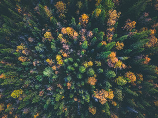 Fototapeta na wymiar Aerial view beautiful autumn colorful forest with yellow and red trees