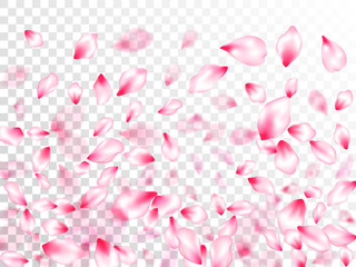 Pink sakura petals confetti flying and falling