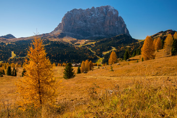 Autumn scenery in Dolomite Alps with yellow larch tree and Sassolungo mountain on background