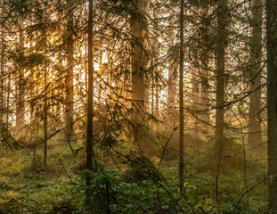 View through foggy Scandinavian mountain wild pine tree forest, Sun shines behind the pine trees, golden summer day with heavy fog in mountains, North Sweden