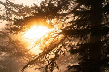 Close up view through foggy Scandinavian mountain pine tree forest, Sun shines behind the pine trees, golden summer day with heavy fog in mountains, North Sweden