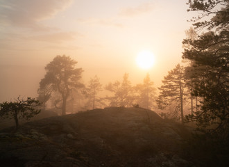 Soft Sun shines through very foggy Scandinavian mountain pine tree forest, golden summer day with heavy fog in mountains, North Sweden