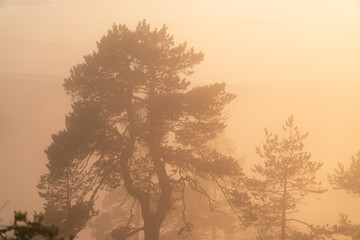 Soft Sun shines through very foggy Scandinavian mountain pine tree forest, golden summer day with heavy fog in mountains, North Sweden