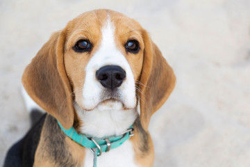 little cute tricolor Beagle puppy, sad look.
