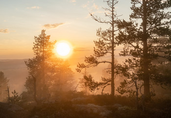 Soft Sun shines through very foggy Scandinavian mountain pine tree forest, golden summer day with heavy fog in mountains, North Sweden