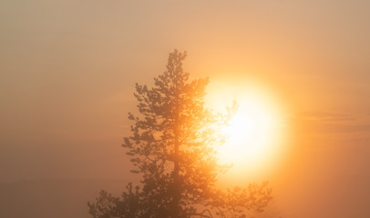Huge soft Sun shines through very foggy Scandinavian mountain pine tree forest, golden summer day with heavy fog in mountains, North Sweden