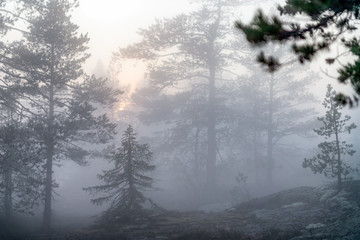 Fototapeta na wymiar Very thick fog lays over Scandinavian mountain pine tree forest, summer day with heavy fog in mountains, North Sweden