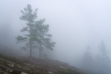 Very thick fog lays over Scandinavian mountain pine tree forest, summer day with heavy fog in mountains, North Sweden