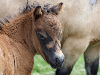 Fototapeta premium Headshot of a Young Shetland Foal