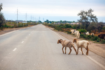 sheep animal asphalt road background