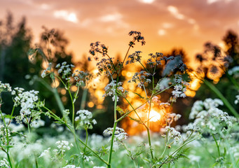 Beautiful wild flowers on summer meadow, sunset time - close up photo with blurry background and bokeh, Sweden landscape