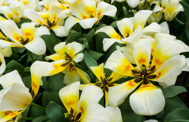 Fototapeta na wymiar flowers tulips in dutch park wallpaper background