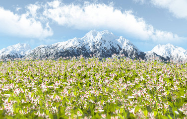 Fototapeta na wymiar beautiful flowers field with blue sky