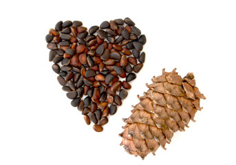 Cedar pine cones with nuts isolated on white background