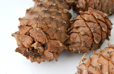 Cedar pine cones with nuts isolated on white background